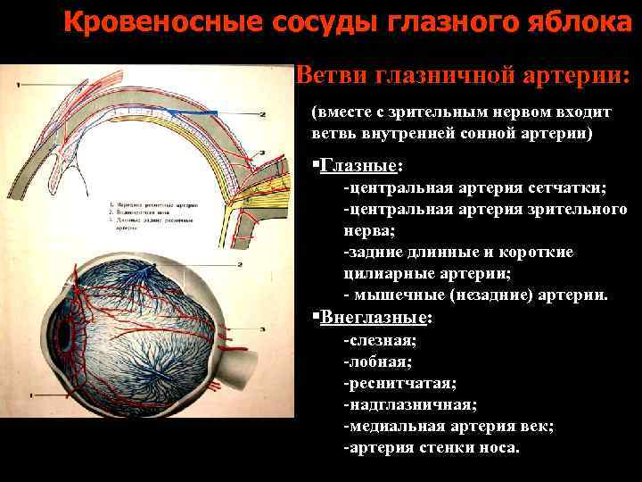 Сужены глазные сосуды