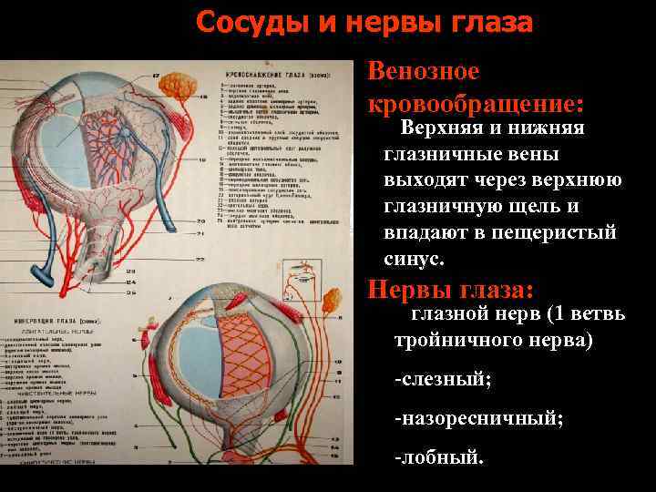 Сосуды и нервы глаза Венозное кровообращение: Верхняя и нижняя глазничные вены выходят через верхнюю