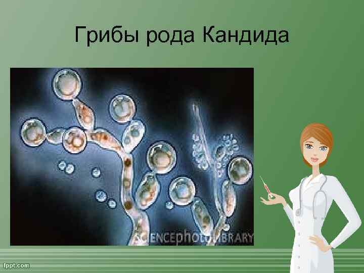Грибы рода Кандида 