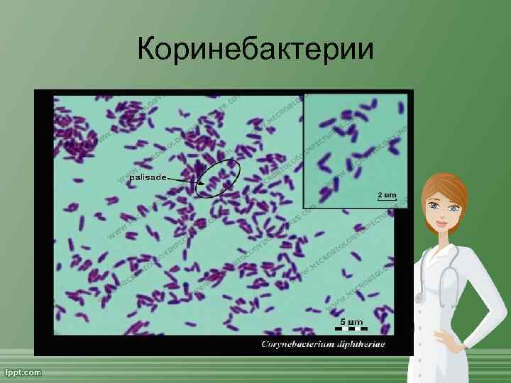 Коринебактерии 