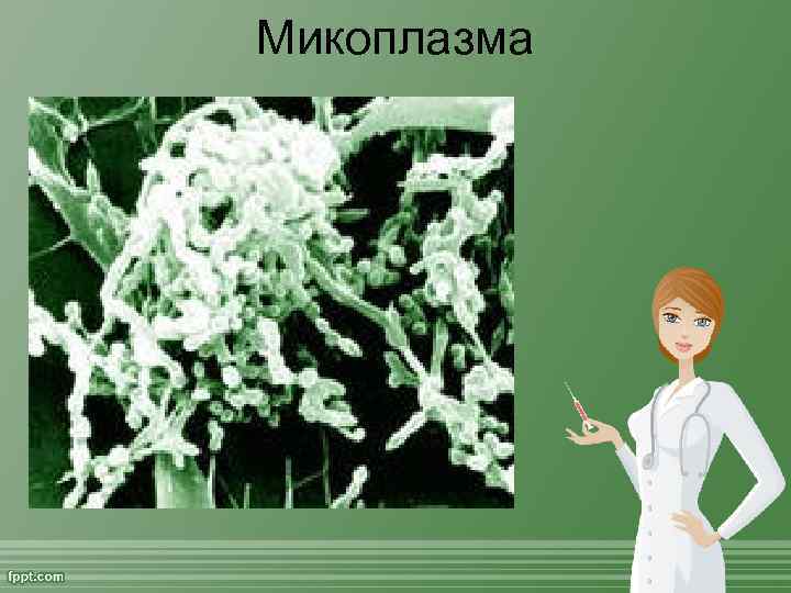 Микоплазма 