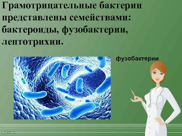 Грамотрицательные бактерии представлены семействами: бактероиды, фузобактерии, лептотрихии. фузобактерии 