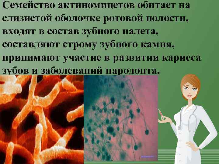 Семейство актиномицетов обитает на слизистой оболочке ротовой полости, входят в состав зубного налета, составляют