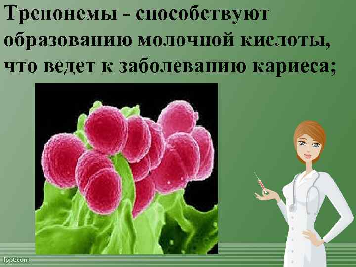 Трепонемы способствуют образованию молочной кислоты, что ведет к заболеванию кариеса; 