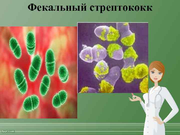 Фекальный стрептококк 