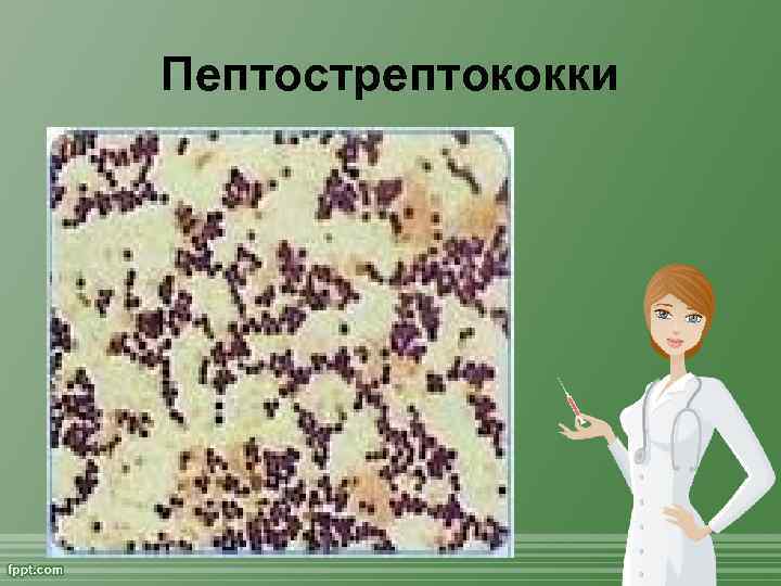 Пептострептококки 