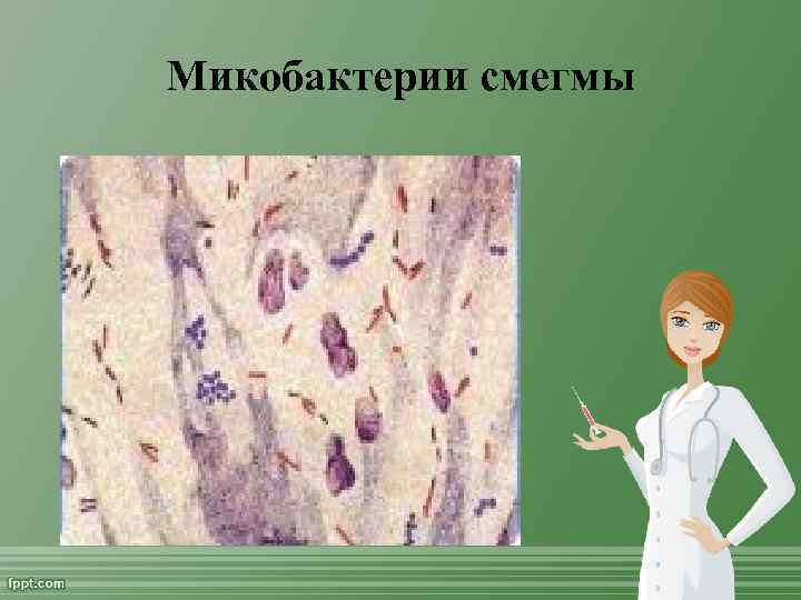 Микобактерии смегмы 