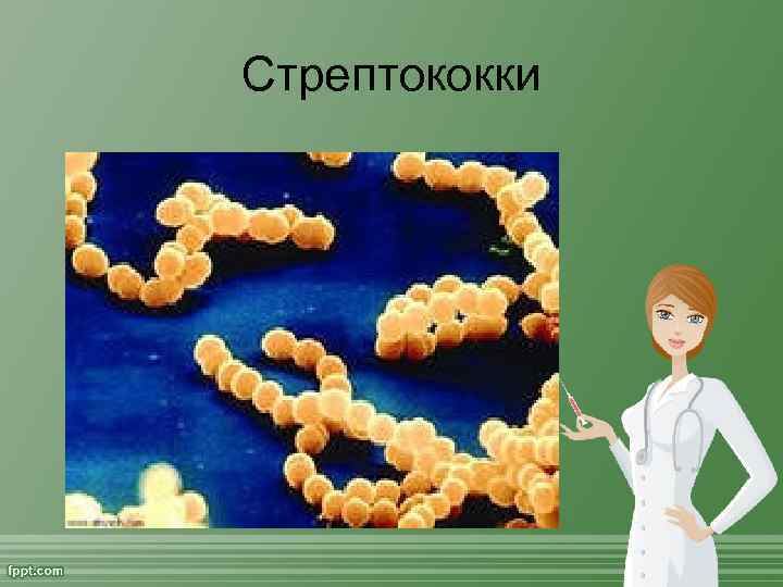 Стрептококки 