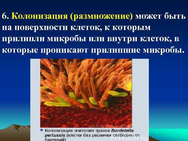 6. Колонизация (размножение) может быть на поверхности клеток, к которым прилипли микробы или внутри