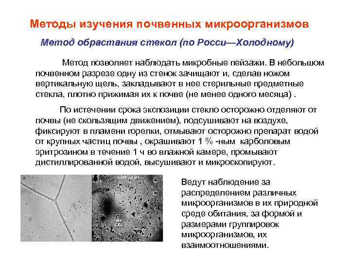 Методы изучения почвенных микроорганизмов Метод обрастания стекол (по Росси—Холодному) Метод позволяет наблюдать микробные пейзажи.