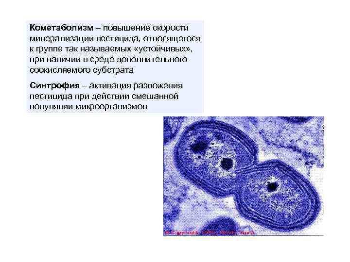 Кометаболизм – повышение скорости минерализации пестицида, относящегося к группе так называемых «устойчивых» , при