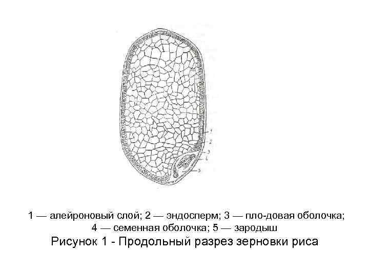 Клетки эндосперма