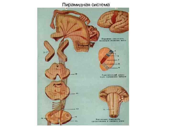 Пирамидная система 