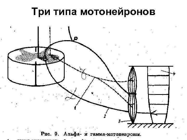 Три типа мотонейронов 