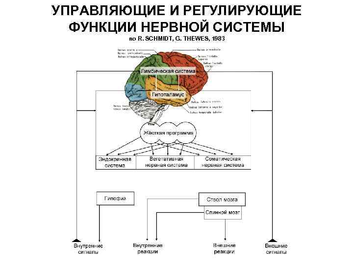 УПРАВЛЯЮЩИЕ И РЕГУЛИРУЮЩИЕ ФУНКЦИИ НЕРВНОЙ СИСТЕМЫ по R. SCHMIDT, G. THEWES, 1983 