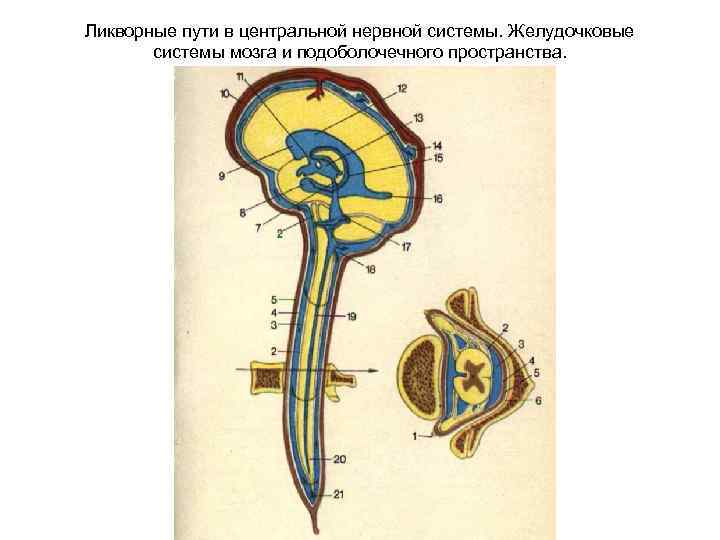 Наружные ликворные пространства