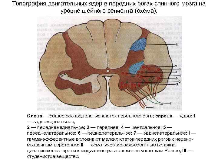 Топография двигательных ядер в передних рогах спинного мозга на уровне шейного сегмента (схема). Слева