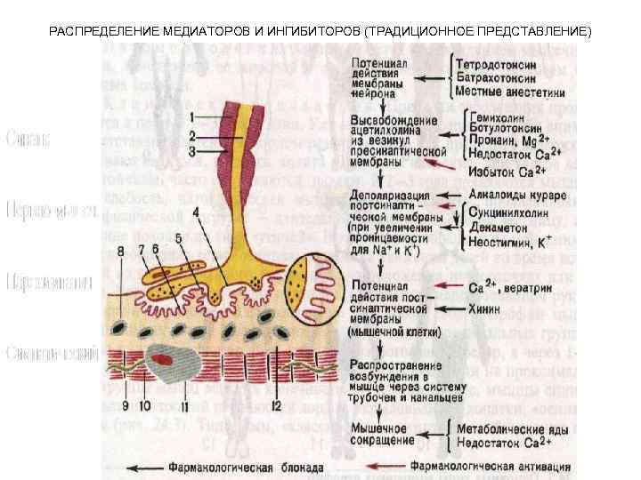 РАСПРЕДЕЛЕНИЕ МЕДИАТОРОВ И ИНГИБИТОРОВ (ТРАДИЦИОННОЕ ПРЕДСТАВЛЕНИЕ) 
