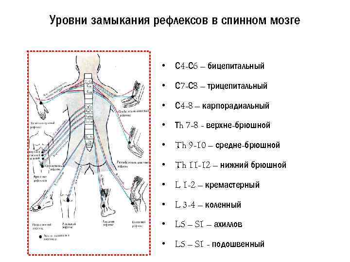 Уровни замыкания рефлексов в спинном мозге • С 4 -С 6 – бицепитальный •