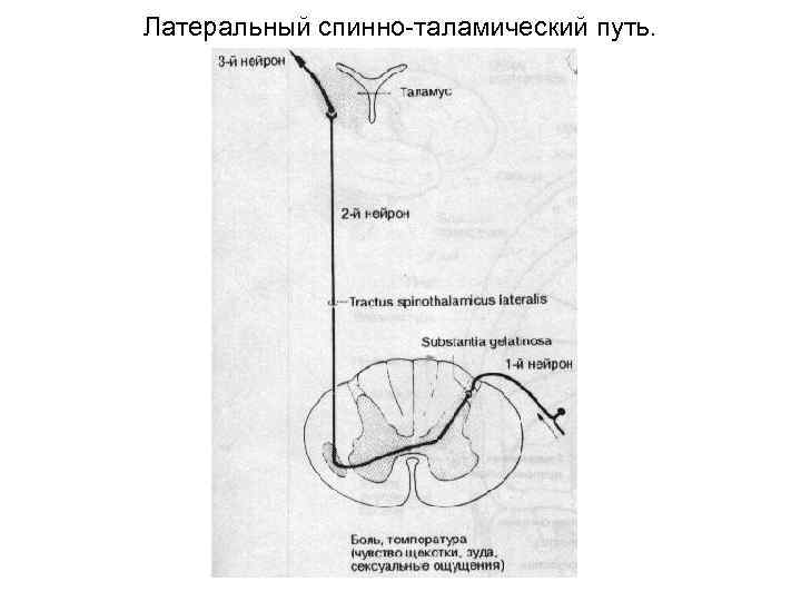 Латеральный спиноталамический путь схема