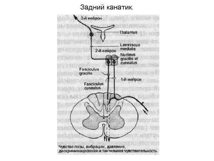 Задний канатик. 