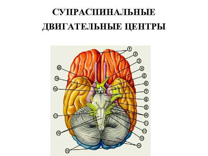 СУПРАСПИНАЛЬНЫЕ ДВИГАТЕЛЬНЫЕ ЦЕНТРЫ 