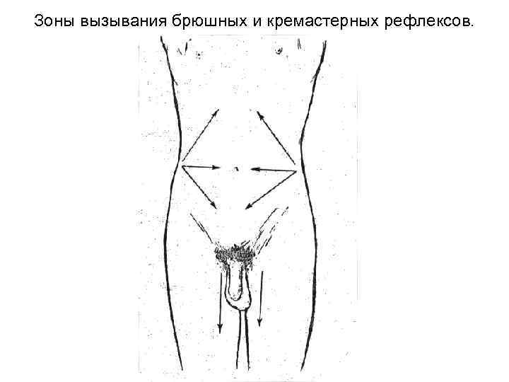 Зоны вызывания брюшных и кремастерных рефлексов. 