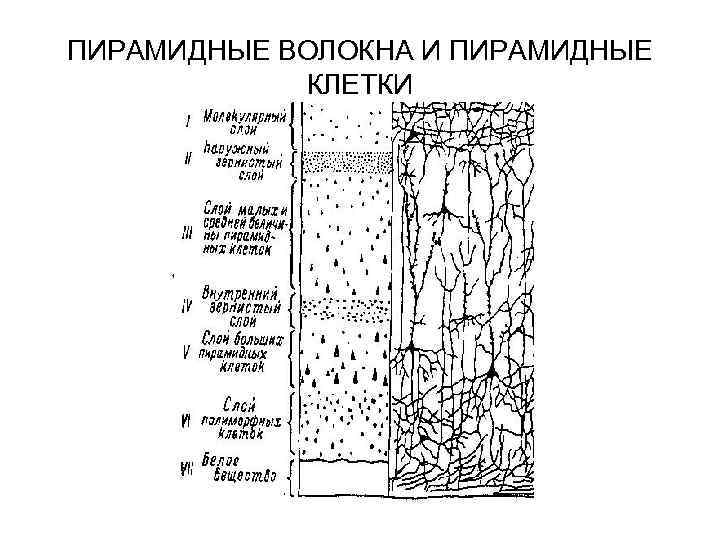 ПИРАМИДНЫЕ ВОЛОКНА И ПИРАМИДНЫЕ КЛЕТКИ 