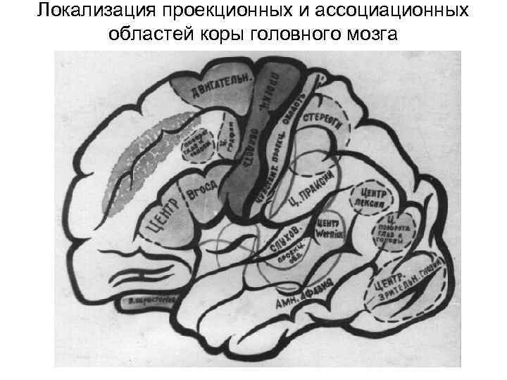 Локализация проекционных и ассоциационных областей коры головного мозга 