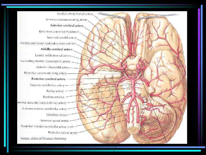 Netter; Atlas of Human Anatomy 