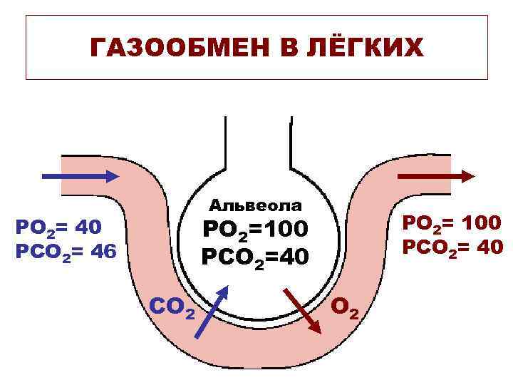 ГАЗООБМЕН В ЛЁГКИХ Альвеола РО 2= 100 РСО 2= 40 РО 2=100 РСО 2=40