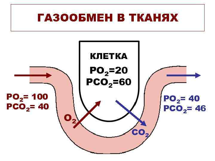 Газообмен в тканях картинка