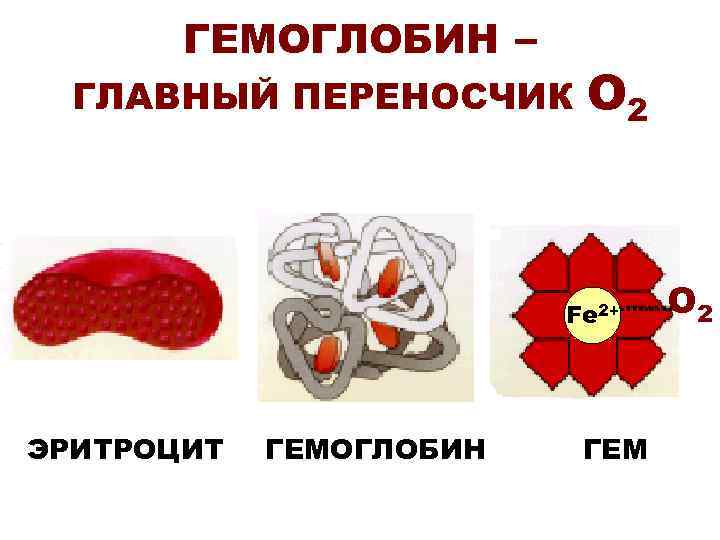 ГЕМОГЛОБИН – ГЛАВНЫЙ ПЕРЕНОСЧИК О 2 Fe 2+ ЭРИТРОЦИТ ГЕМОГЛОБИН ГЕМ О 2 