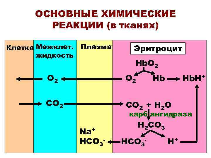 ОСНОВНЫЕ ХИМИЧЕСКИЕ РЕАКЦИИ (в тканях) Клетка Межклет. Плазма жидкость Эритроцит Hb. O 2 O