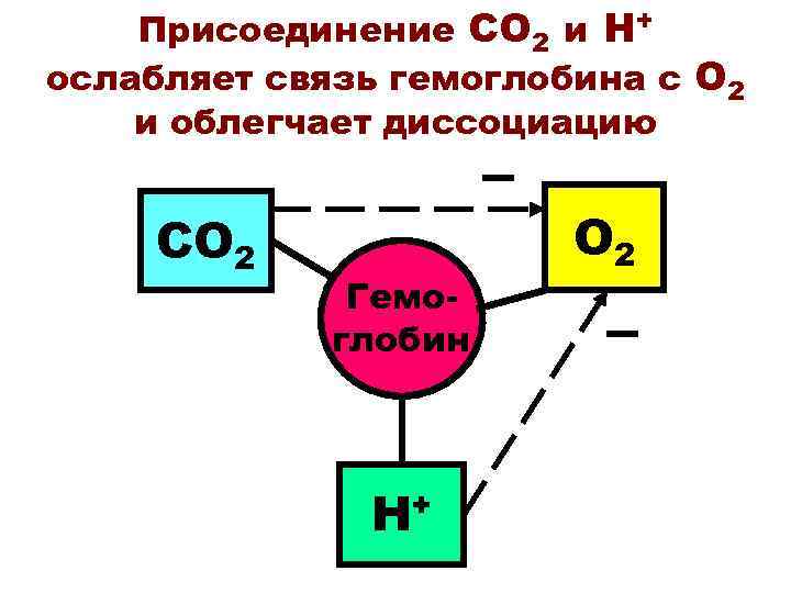 Присоединение СО 2 и Н+ ослабляет связь гемоглобина с О 2 и облегчает диссоциацию