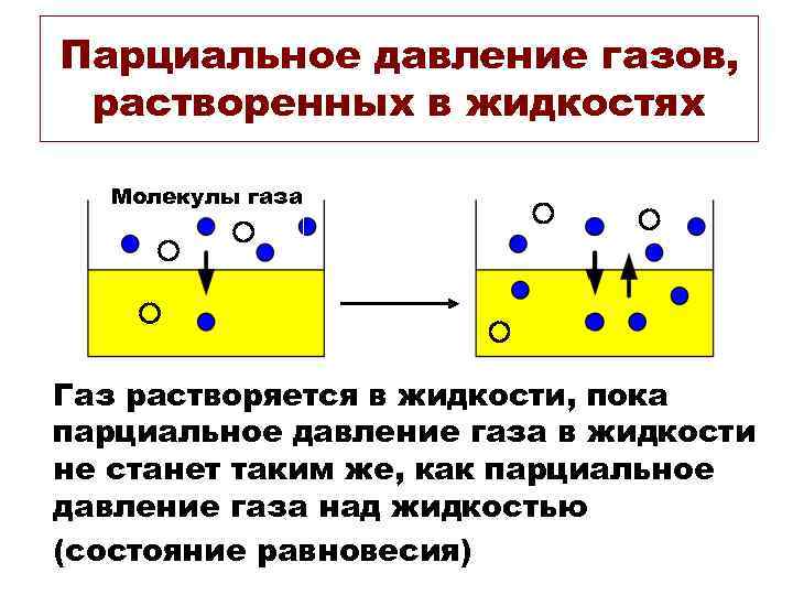 Парциальное давление газов, растворенных в жидкостях Молекулы газа Газ растворяется в жидкости, пока парциальное