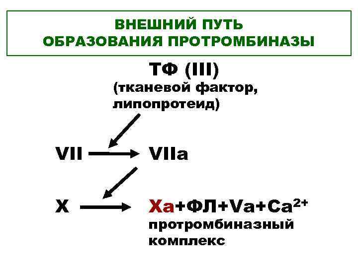 ВНЕШНИЙ ПУТЬ ОБРАЗОВАНИЯ ПРОТРОМБИНАЗЫ ТФ (III) (тканевой фактор, липопротеид) VIIa X Xa+ФЛ+Va+Ca 2+ протромбиназный