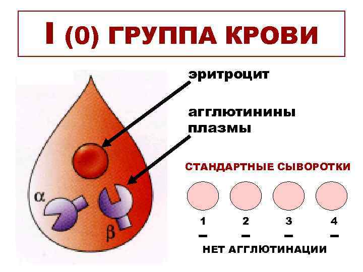 I (0) ГРУППА КРОВИ эритроцит агглютинины плазмы СТАНДАРТНЫЕ СЫВОРОТКИ 1 2 3 НЕТ АГГЛЮТИНАЦИИ