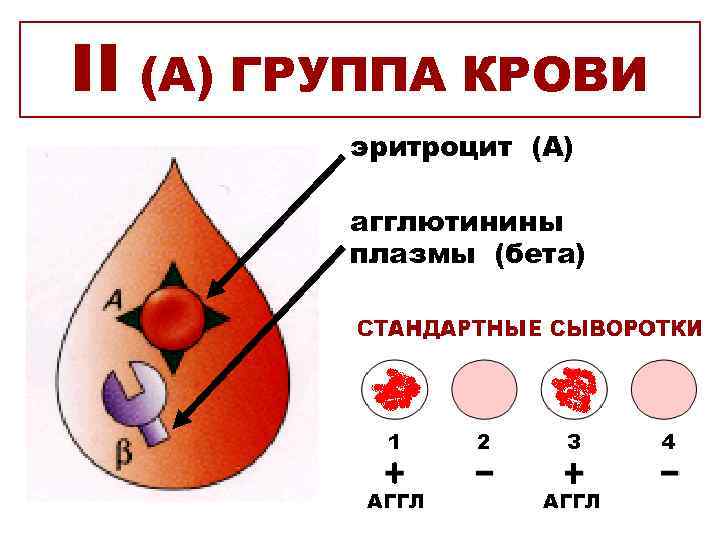 II (А) ГРУППА КРОВИ эритроцит (А) агглютинины плазмы (бета) АГГЛ 