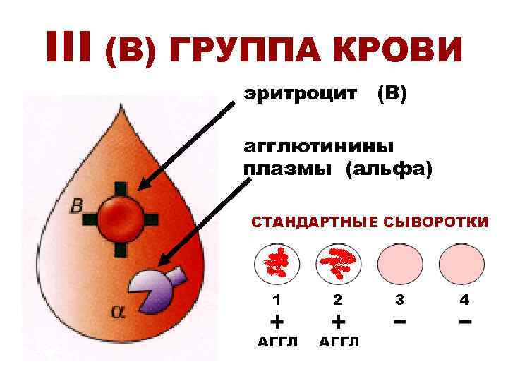 III (В) ГРУППА КРОВИ эритроцит (В) агглютинины плазмы (альфа) АГГЛ 
