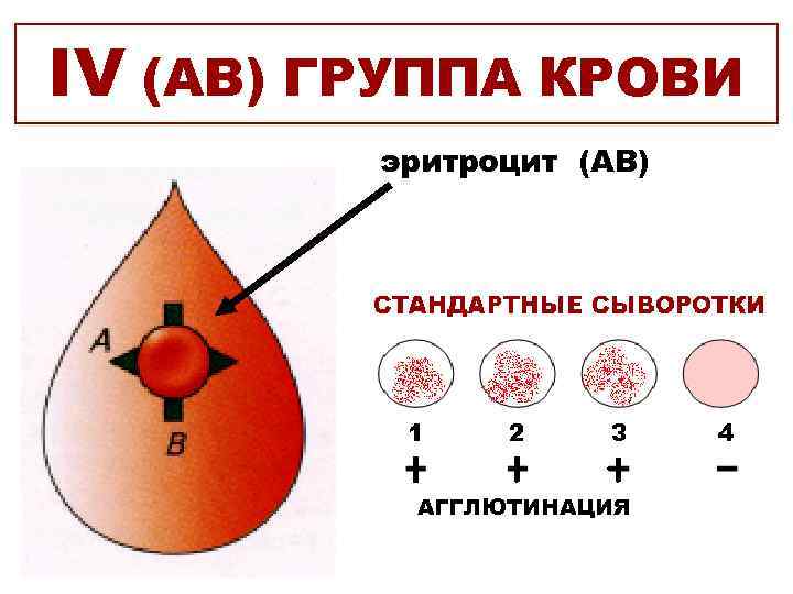 IV (АB) ГРУППА КРОВИ эритроцит (АВ) АГГЛЮТИНАЦИЯ 