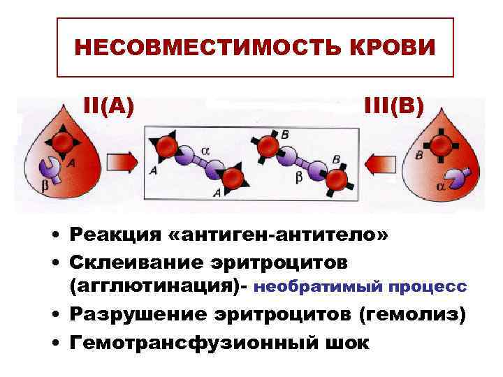 НЕСОВМЕСТИМОСТЬ КРОВИ II(A) III(B) • Реакция «антиген-антитело» • Склеивание эритроцитов (агглютинация)- необратимый процесс •