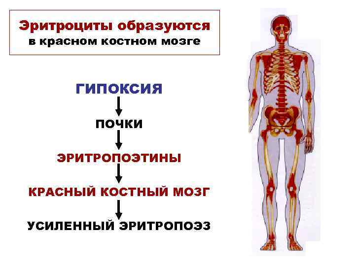 Эритроциты образуются в красном костном мозге ГИПОКСИЯ ПОЧКИ ЭРИТРОПОЭТИНЫ КРАСНЫЙ КОСТНЫЙ МОЗГ УСИЛЕННЫЙ ЭРИТРОПОЭЗ
