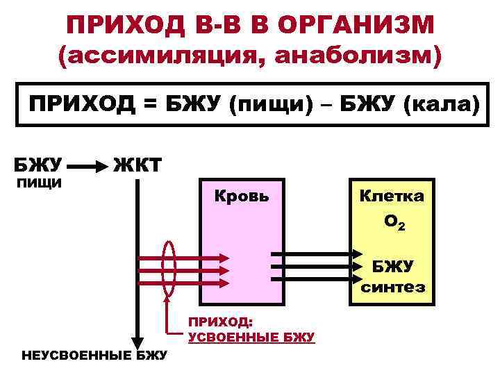  ПРИХОД В-В В ОРГАНИЗМ (ассимиляция, анаболизм) ПРИХОД = БЖУ (пищи) – БЖУ (кала)