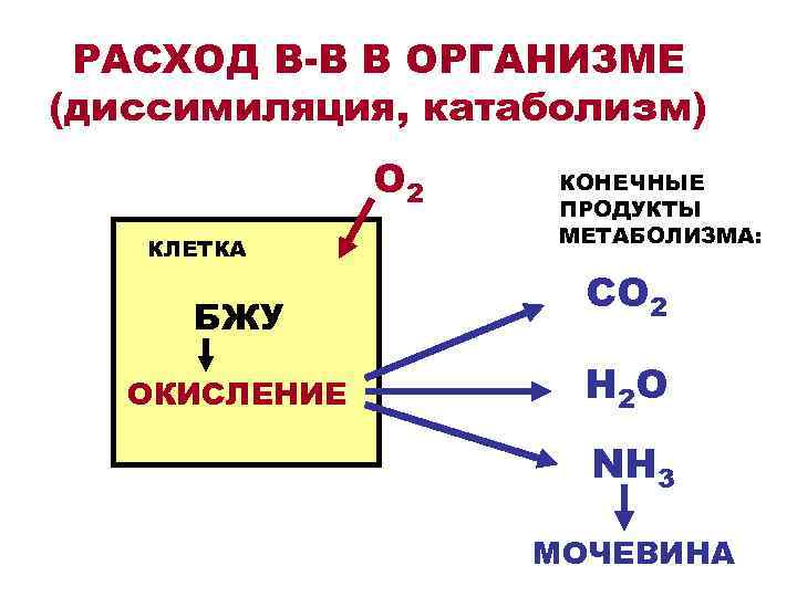  РАСХОД В-В В ОРГАНИЗМЕ (диссимиляция, катаболизм) О 2 КОНЕЧНЫЕ ПРОДУКТЫ МЕТАБОЛИЗМА: КЛЕТКА СО