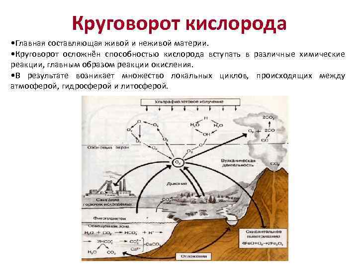 Круговорот кислорода в природе. Окисление круговорот кислорода. Циклический круговорот. Теории циклического круговорота. Круговорот кислорода в природе схема цикличная.