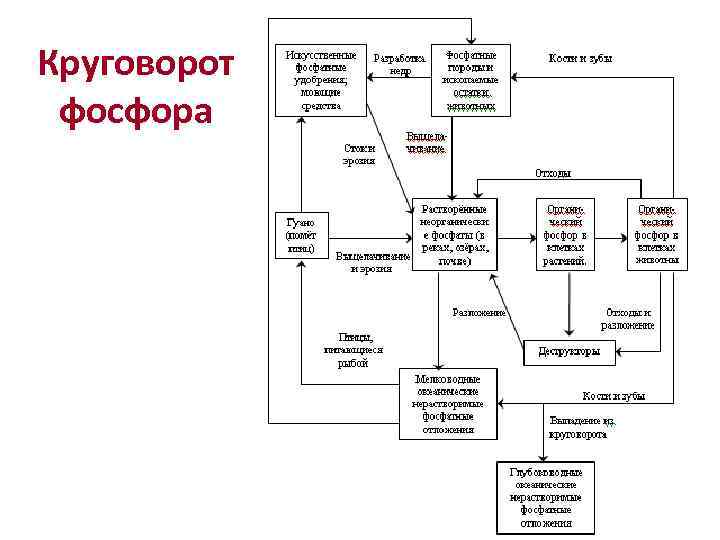 Круговорот фосфора 