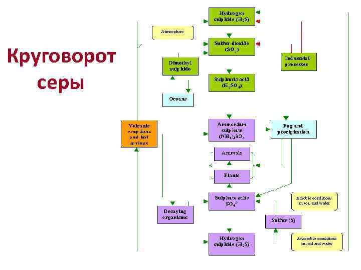 Круговорот серы 