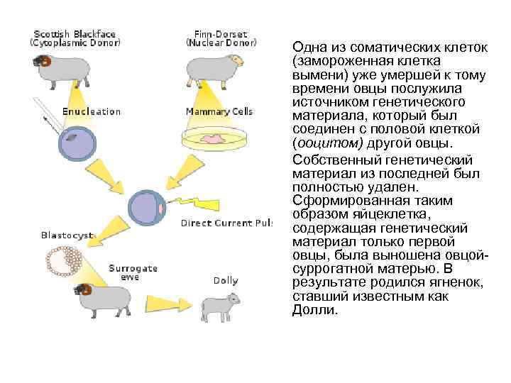 Одна из соматических клеток (замороженная клетка вымени) уже умершей к тому времени овцы послужила