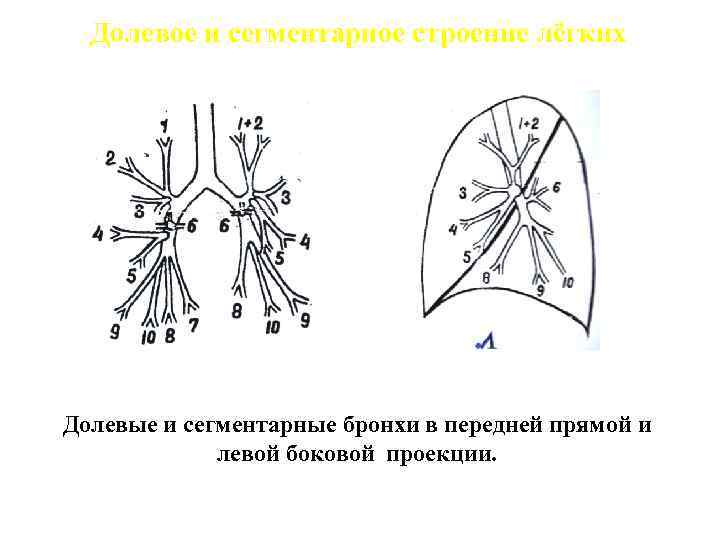 Бронхи легких схема